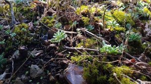 Сила тишины 001 Sila tishini 001 The Power of Silence