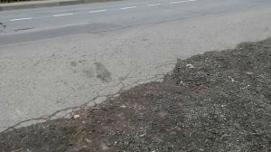 20.09.2025.Усадьба Парк Кино Ляхово. Парк Сибирских Кошек.Визитная карточка. Домодедово.Московская о