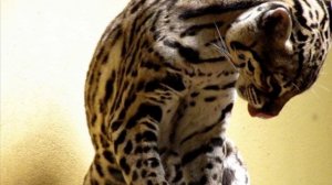 Оцелот, маленький леопард !