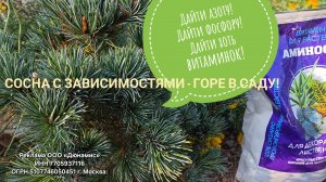 Обработка новых орхидей от паразитов и болезней. Время кормить Аминосилом ёлки-палки на зиму