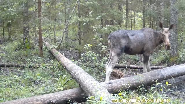 Лосиха на солонце для лося эпизод №3