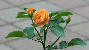 19=09=2025  кмр   (39)