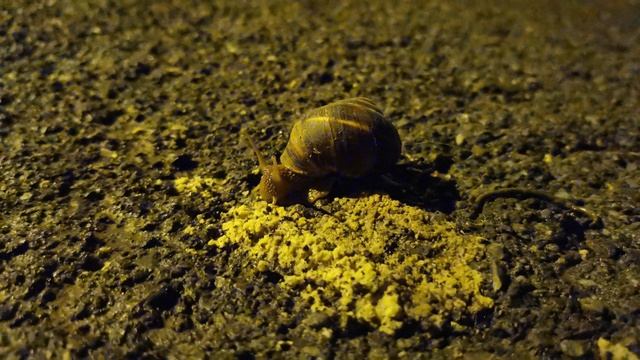 Виноградная улитка 🐌 ест размокший хлеб
