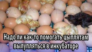Надо ли как-то помогать цыплятам вылупляться в инкубаторе