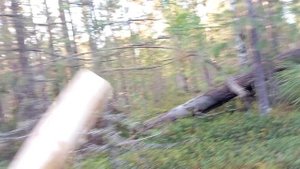 изба на путике