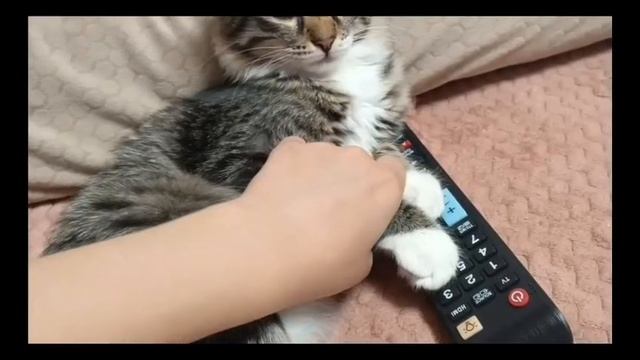 Котики. Не работает пульт. смотреть онлайн