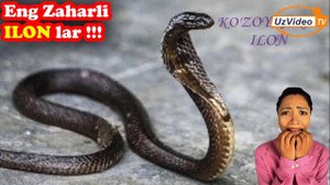 Dunyoning eng zaxarli ilonlari haqida !!!