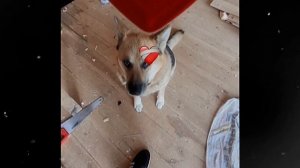 1000035086.mp4 (Собака наблюдает за устройством откосов у оконных проёмов з/фронтона дома А-фрейм)