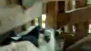 Голуби детства #8