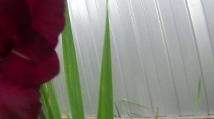 Цветущий гладиолус     ПОДПИШИСЬ