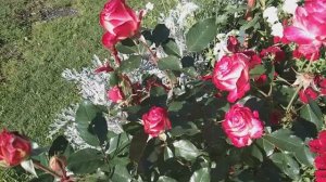🌹Роза Юбилей Принца Монако в Сентябре! И как отличаются в развитии розы, на примере шрабов!
