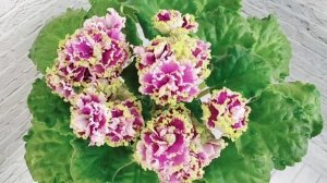 Фиалка АВ Моника Белуччи