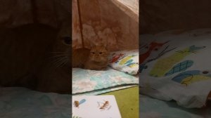 Sonadow. (10 глава). Страх любого беременного. Автор: Паренкова Мария