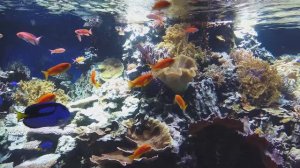 Питомцы Москвариума. Коралловый риф.