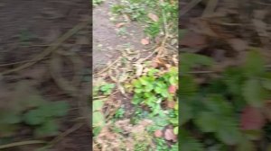 #земляника#животные#осень#сентябрь 20-09-2025 земляника и животные