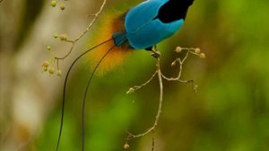 Райские птицы !