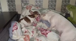 Доброго воскресного утречка и веселого начала денечка.