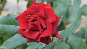 19=09=2025  кмр   (30)