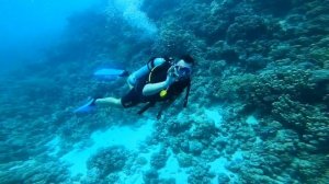 Дайвинг в Красном море