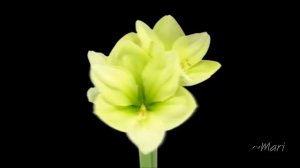 Music by Sergei Chekalin ~ Elegy