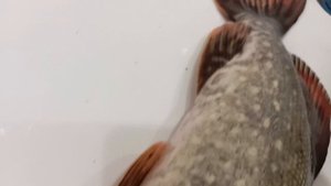 Как выглядит щука