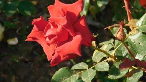 19=09=2025  кмр   (84)