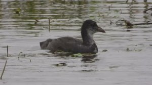 молодая Лысуха, наблюдение птиц в Новгородской области, 20 сентября 2025