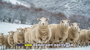 Сотни баранов оказались в снежном плену из-за непогоды в горах Дагестана