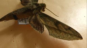 БРАЖНИКИ: 646. Xylophanes rothschildi