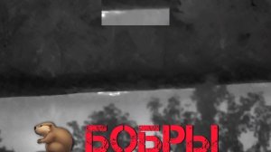 Бобры на озере