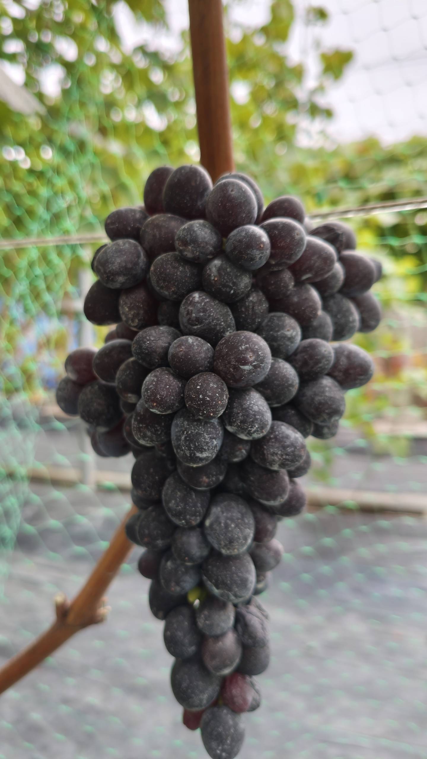 Начинаем срезку винограда первый урожай 2025 г.