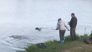 ещё одна форель в зачёте