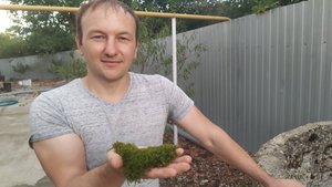 Собираю мох для проращивания клубней