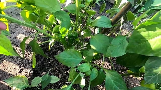 Урожай перцев без рассады