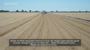 «Халкъ ва заман». «Дагагро» выращиванивает сельхозкультуры почти 30 лет