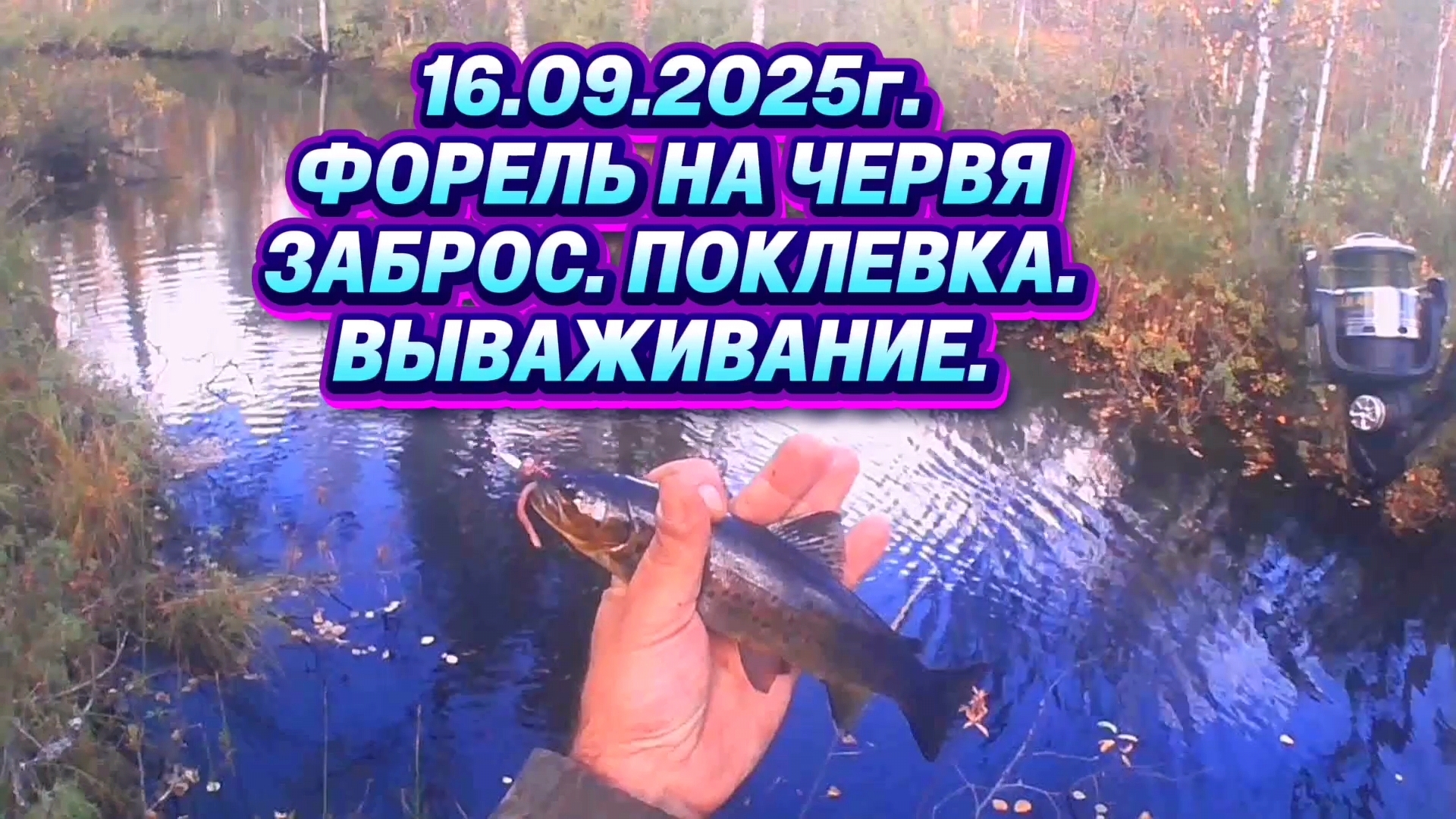 РУЧЕЙ ПОРАДУЕТ ФОРЕЛЬЮ. ЗАБРОС. ВЫВАЖИВАНИЕ. КРАСОТЫ ПРИРОДЫ. #форель #рыбалка #ловляфорели #природа