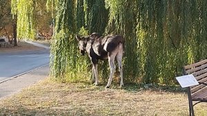 Лоси в городе г. Заречный Пензенская область