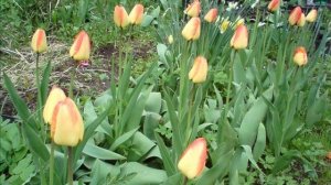 Презентация сборника "Творческие странички" / Елена Лопаткина