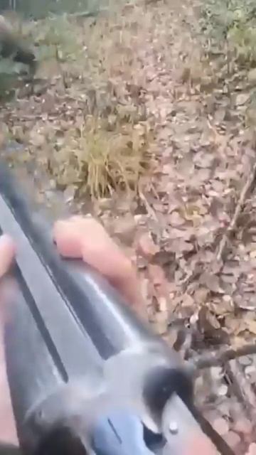 Встреча медведя и охотника в лесу#bear #animal #hunting #hunter