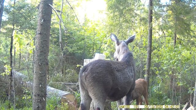 Лосиха и лосенок пришли на солонец. Дикий лось пробует недавно изготовленный солонец.