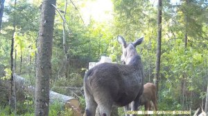 Лосиха и лосенок пришли на солонец. Дикий лось пробует недавно изготовленный солонец.