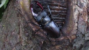 Чем питается жук-олень?