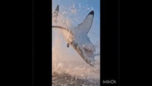 Прыжок акулы