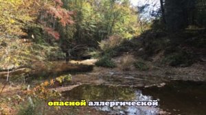 В США мужчина не смог выбраться из леса из-за укуса змеи