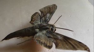 БРАЖНИКИ: 644. Xylophanes rhodina