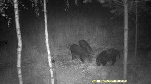 Как сделать прикормку для кабана своими руками.Кормушка для диких кабанов.