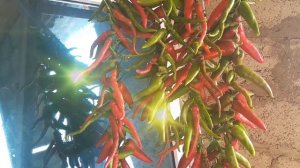 острый перец на зиму