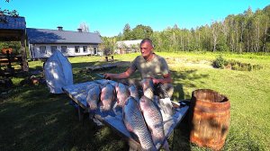 АМУРЫ как ПОРОСЯТА , ПОЙДУТ на БАЛЫК. ТИХАЯ ЖИЗНЬ ЧЕЛОВЕКА СРЕДИ ЛЕСА. №359