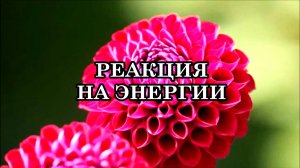 РЕАКЦИЯ ОРГАНИЗМА ЧЕЛОВЕКА НА ВЫСОКОЧАСТОТНЫЕ ЭНЕРГИИ.