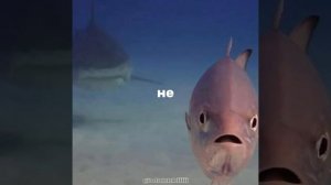 1000008467.mp4 Я РЫБА Я РЫБА